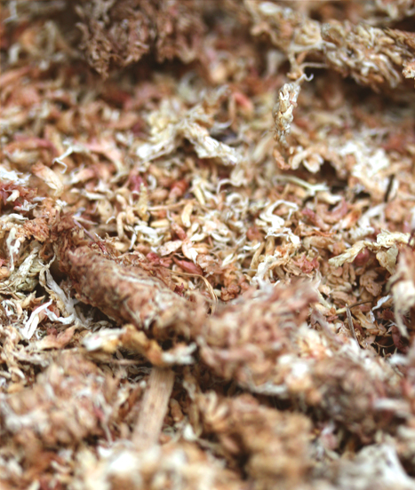 Sphaigne déshydratée prête à être réhydratée