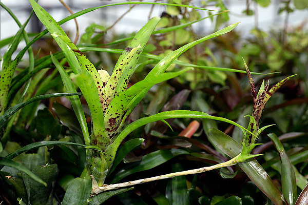 Rejet de Neoregelia "déporté"