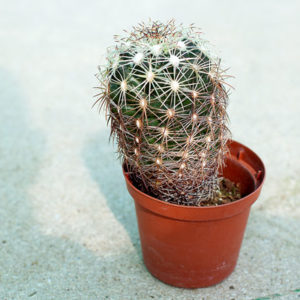 Comment rempoter un cactus sans se piquer ? : image à la une