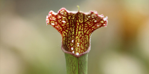 10% offerts sur Sarracenia excellens x (minor x leucophylla)