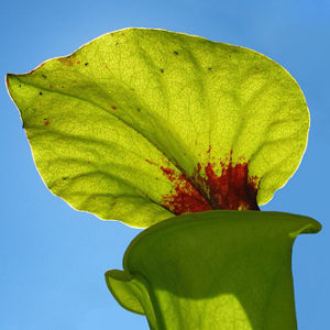 Les feuilles hors du commun des plantes carnivores : image à la une