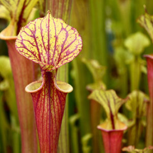 Des Sarracenia pour lutter contre les frelons asiatiques : image à la une