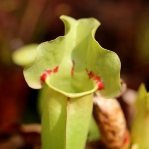 Sarracenia purpurea ‘sorrow’ : image à la une