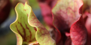 -20% sur Sarracenia purpurea subsp. venosa