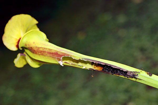 Ascidie de Sarracenia éventrée