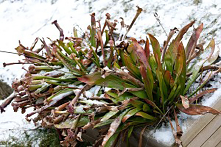 Sarracenia en plein hiver