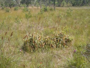 Savane et Nepenthes !