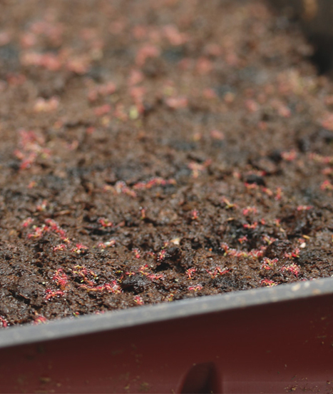 Semis réussi de Drosera filiformis rouge