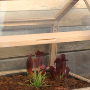 Faut-il une serre pour réussir les semis de plantes carnivores ? : image à la une