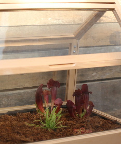 Une mini-serre fonctionne parfaitement pour réaliser des semis de plantes carnivores