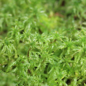 Sphaigne : la comprendre, choisir et l&rsquo;utiliser : image à la une