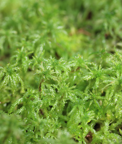 Sphaigne vivante Sphagnum cristatum