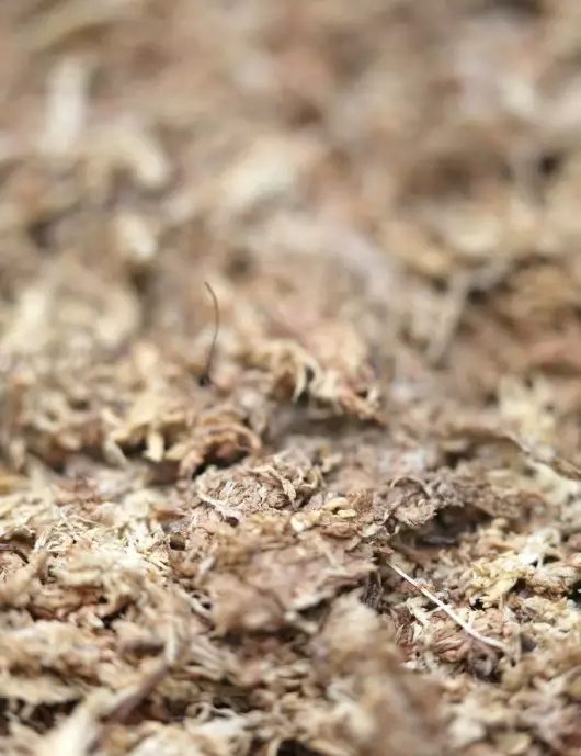 Sphaigne déshydratée du Chili