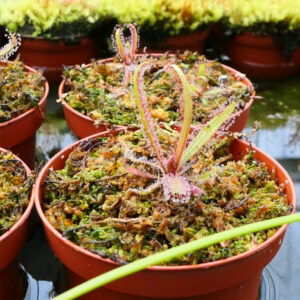 Sphaigne déshydratée et plantes carnivores : pourquoi ce substrat est particulièrement adapté : image à la une