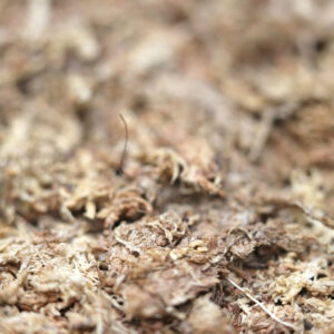 Sphaigne déshydratée : définition, origine et utilisations en culture : image à la une