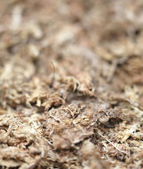 Sphaigne du chili haute qualité