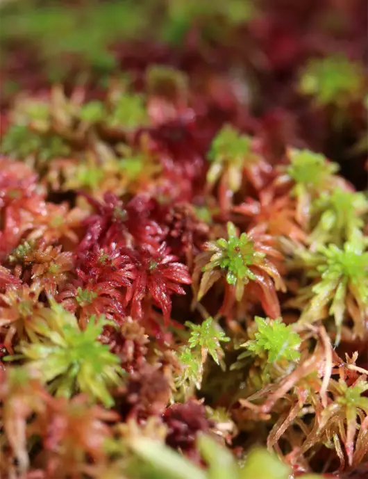 Sphaigne rouge vivante