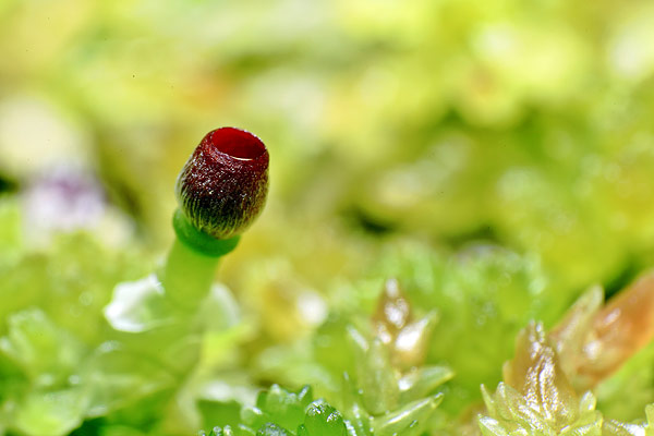 Organe de reproduction de la sphaigne vivante