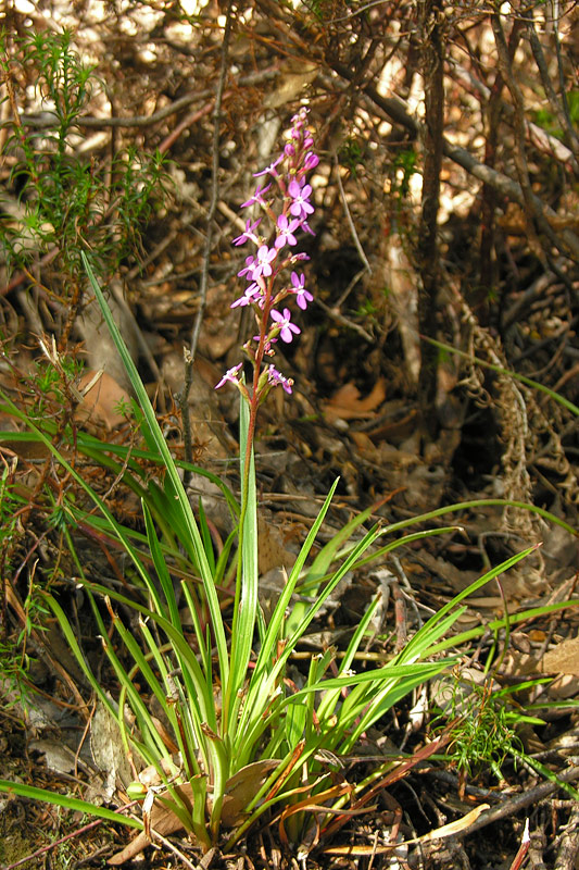 Stylidium graminifolium dans son milieu naturel, en Tasmanie. Photo © Stewart McPherson