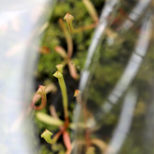 Substrat pour semis de plantes carnivores : pourquoi le mélange spécial est la solution la plus fiable : image à la une