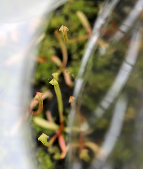 un bon mélange spécial plantes carnivores favorise la réussite des semis