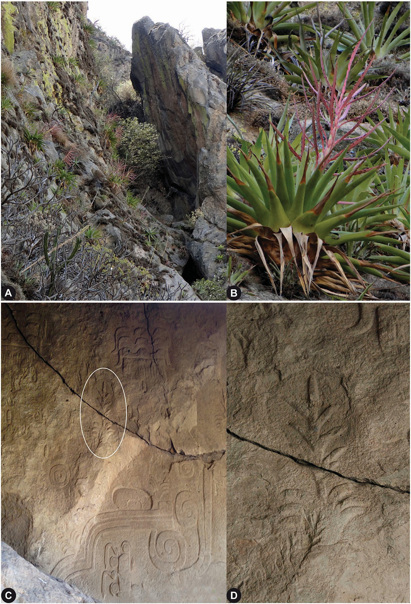 Tillandsia chalcatzingensis et pétroglyphes représentant supposément la plante. Document © Magnolia Press, photos © R. Cerros et A. Espejo