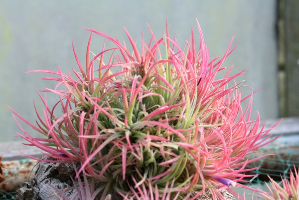 Touffe en fleur de Tillandsia ionantha mexicana