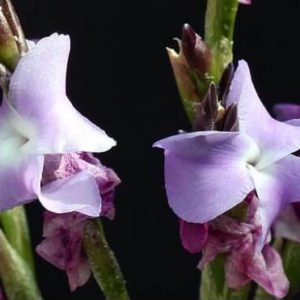 Tillandsias : floraisons comparées : image à la une