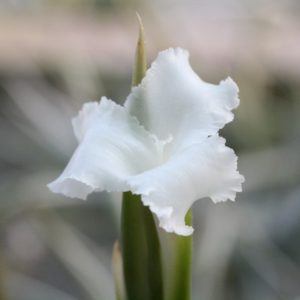 Un floraison spectaculaire : Tillandsia Xiphioides : image à la une