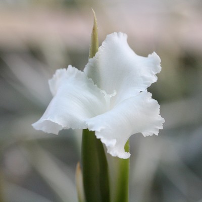 Tillandsia xiphioides en fleur
