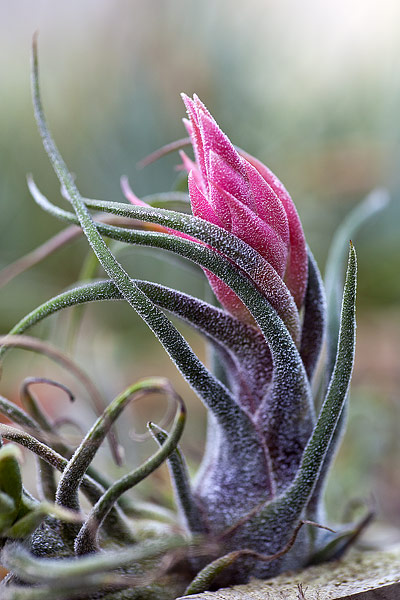 Tillandsia pruinosa en bouton