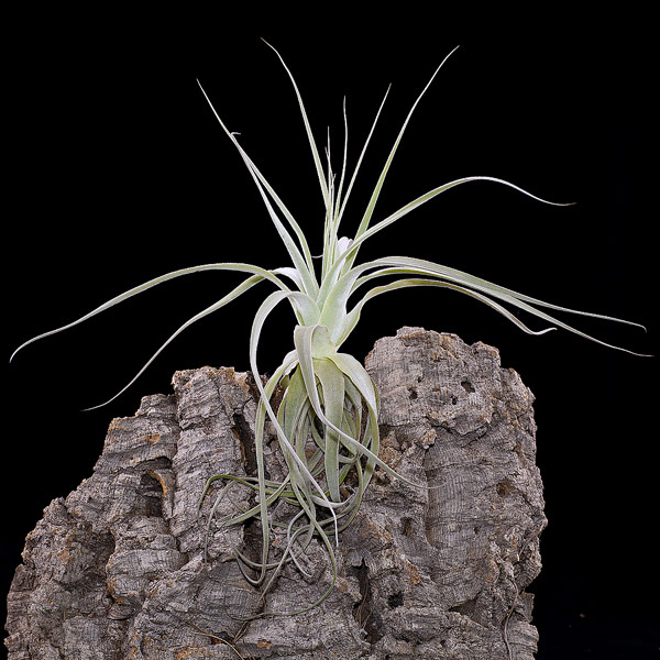 Tillandsia straminea