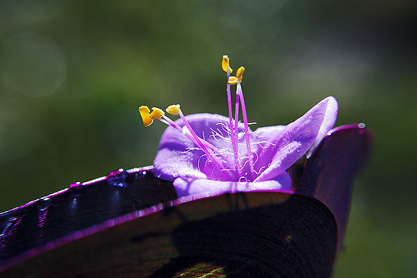 Fleur de Tradescantia pallida