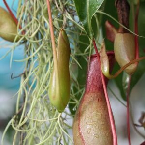 Mon Nepenthes ne fait pas d’urne : image à la une