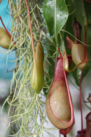 urnes de nepenthes à différents stades de formation