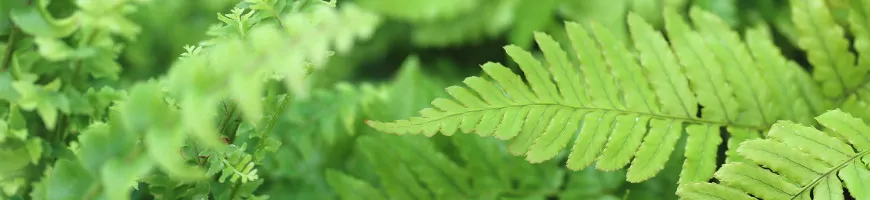Frondes vert tendre de fougères aux folioles finement découpées