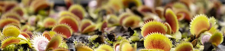 Pièges de Dionaea ouverts, intérieur rouge vif et dents en peigne