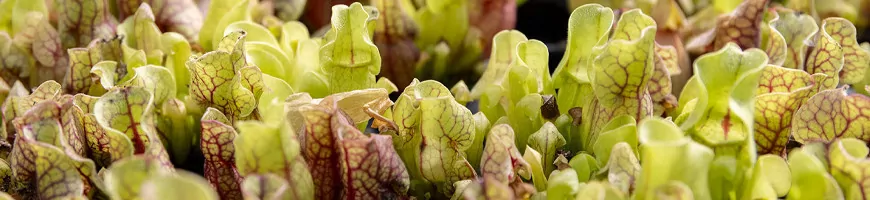 Urnes de Sarracenia vert et pourpre, plante carnivore en pleine croissance